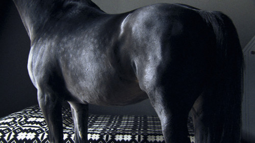 Não se trata apenas de um cavalo num quarto, mas sim de um poema&nbsp;vivido.