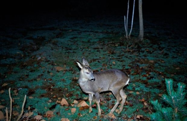 Campo de Flamingos Sem Flamingos: aviso de “spoilers”, há&nbsp;flamingos!