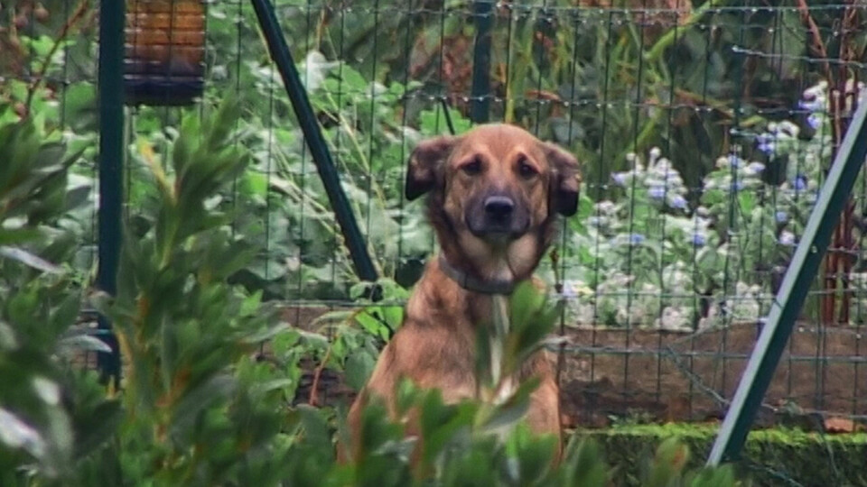 O fiel amigo&nbsp;Cinema