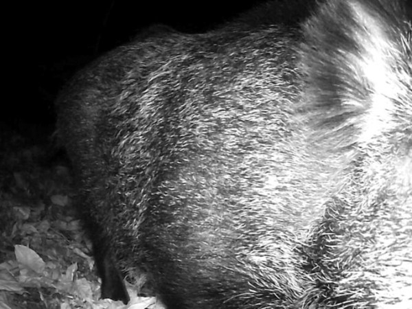 Entre javalis e javardos&nbsp;…