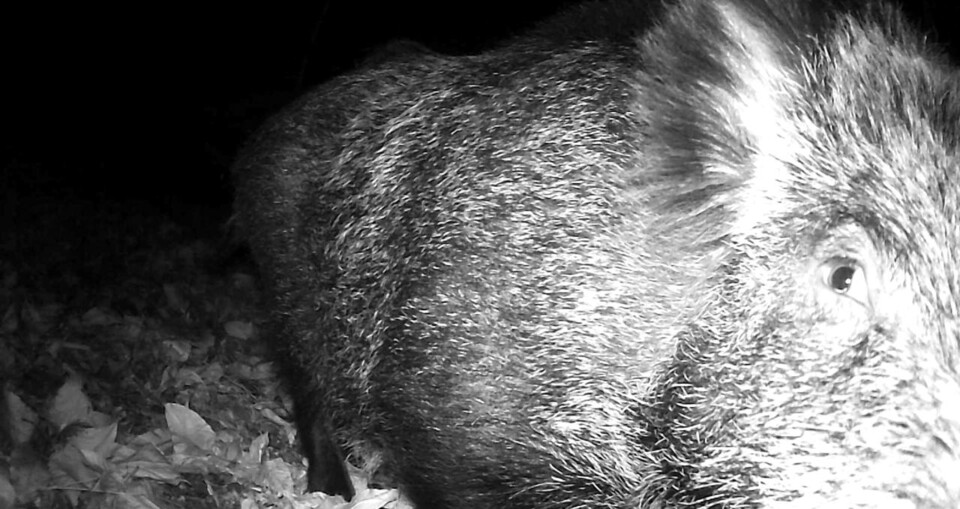 Entre javalis e javardos&nbsp;…