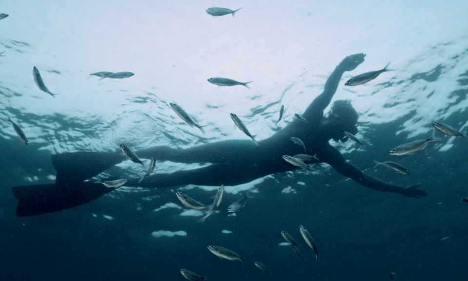 Serenidade, Ecologia e Humanismo … não é “Lindo” quem quer, é&nbsp;Natureza!