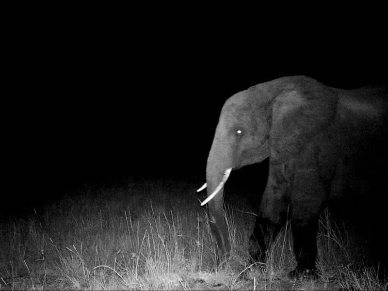 O Homem-Elefante